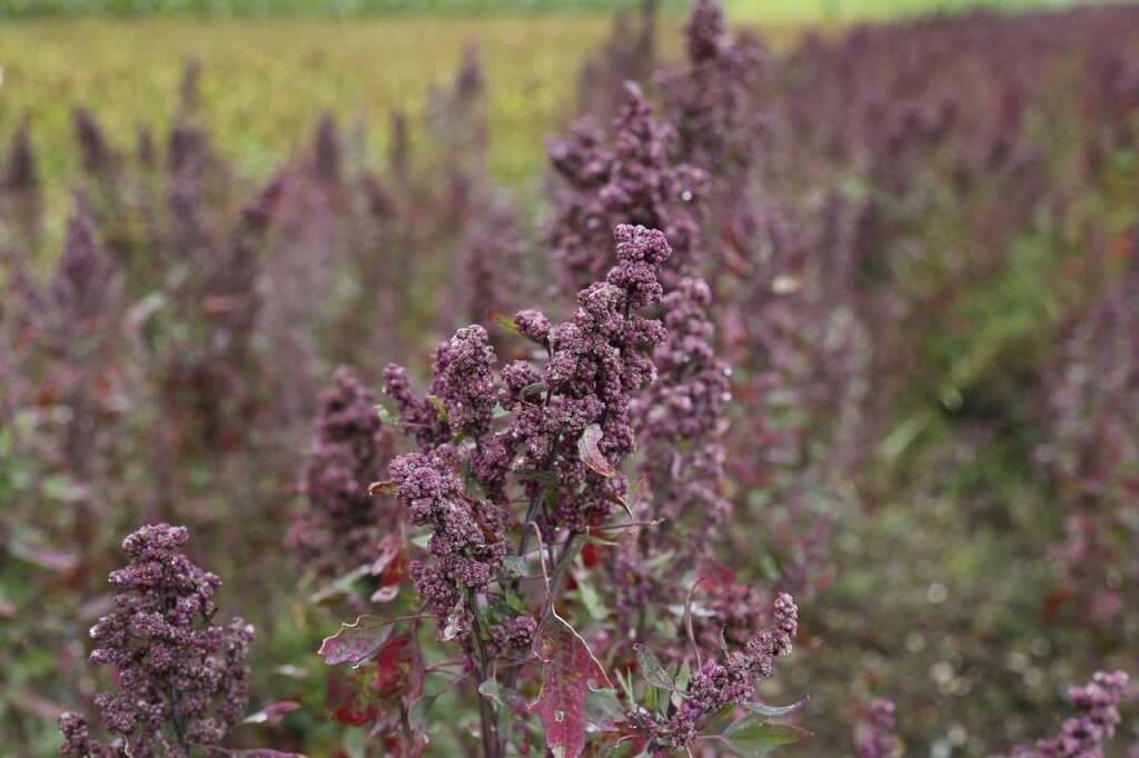 quinoa, agriculture, field-897678.jpg